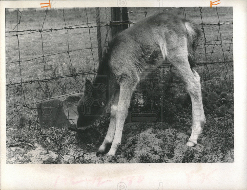 1972 Press Photo COLT HORSE - Historic Images