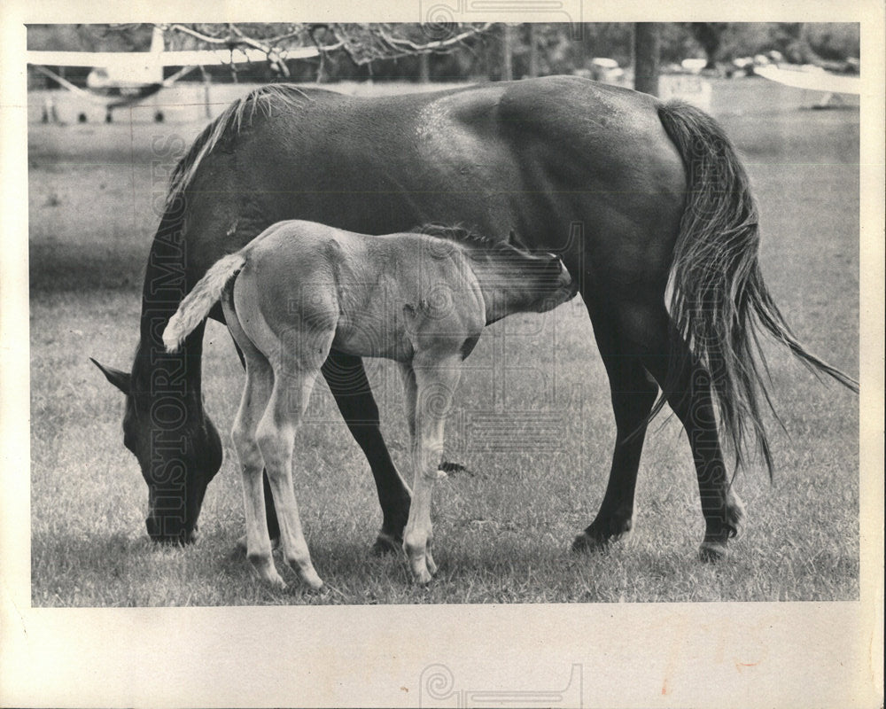 1974 Press Photo feeding time mother baby colt - Historic Images