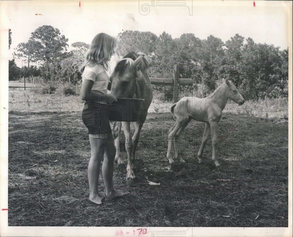 1967 Press Photo Colt Breed Horses - Historic Images