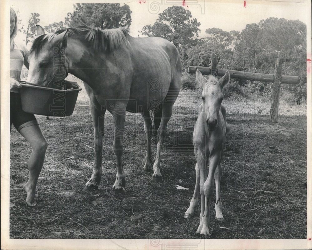 1967 Press Photo Colt Horse - Historic Images