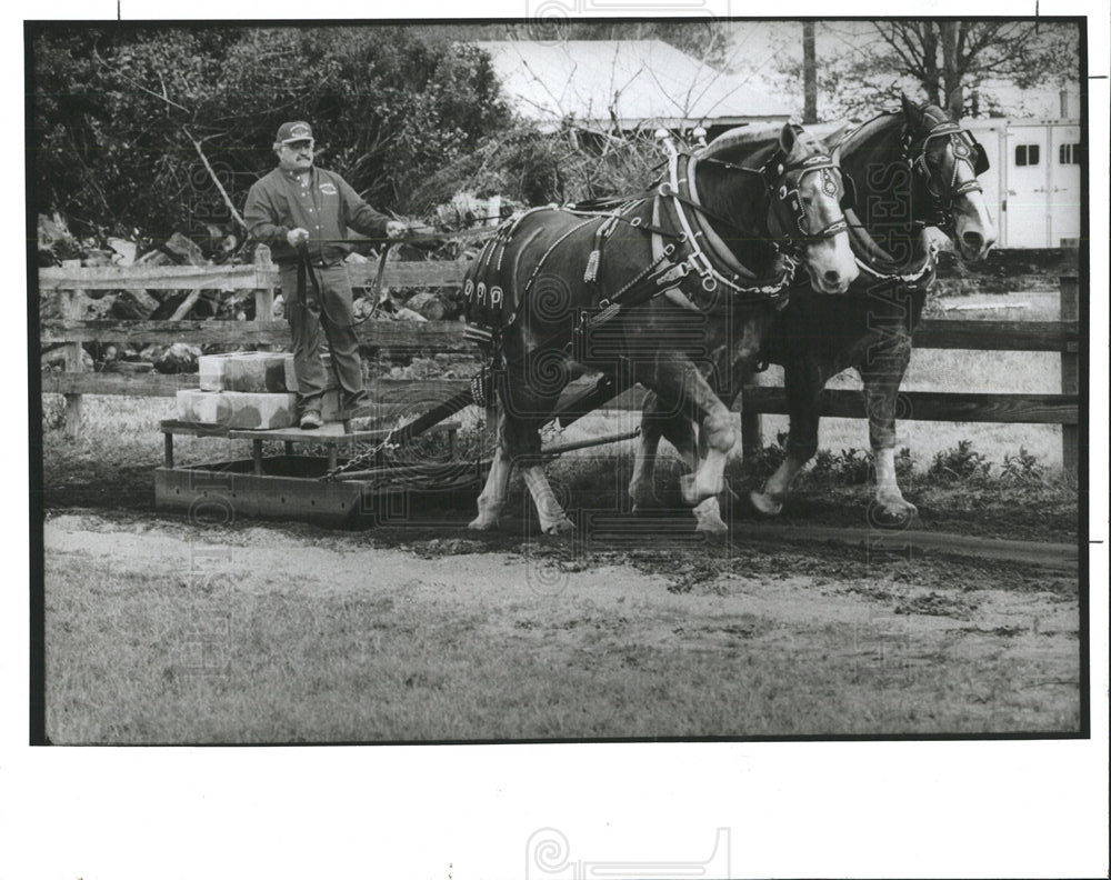 1992 Press Photo Dale Huston Belgian Draft Horses Sled - Historic Images