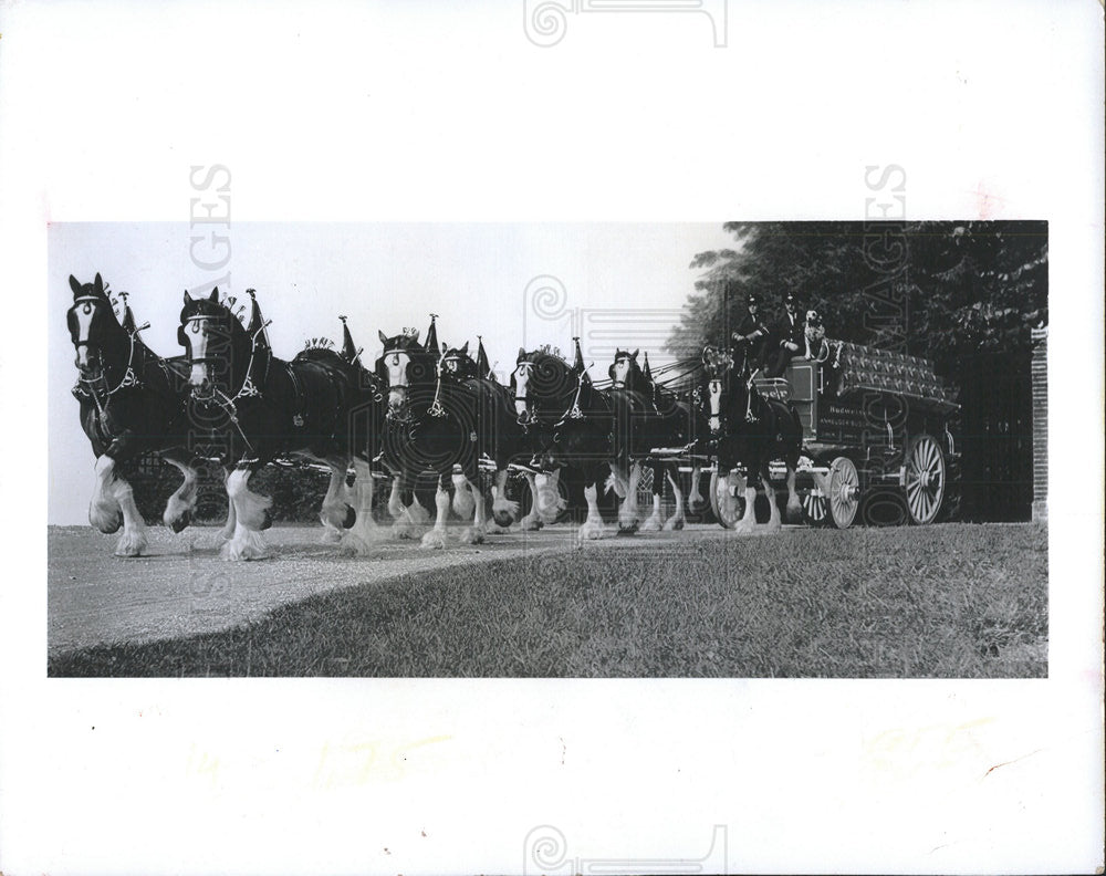 1974 Press Photo Busch Clydesdales Busch Gardens - Historic Images