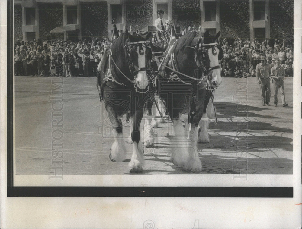 1976 Press Photo Budweiser Clydesdales Sunshine Mall - Historic Images