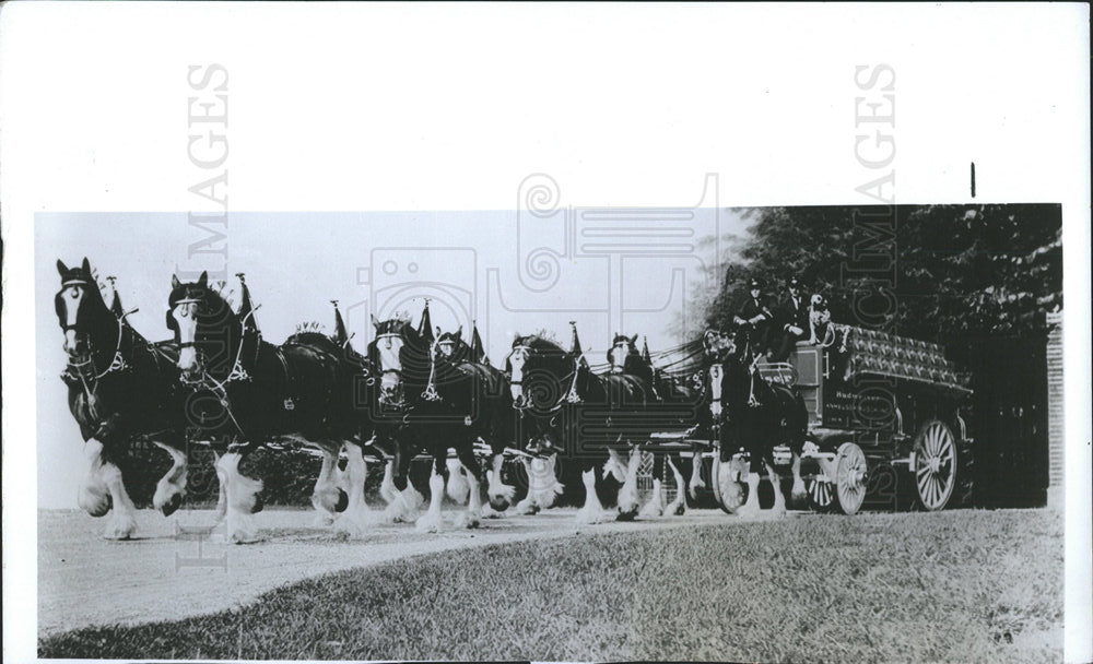 1976 Press Photo Budweiser Clydesdales Seminole Mall - Historic Images