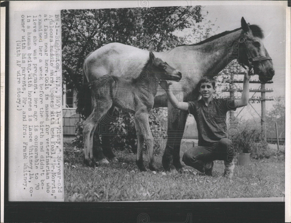 Press Photo Apaloose Horse Dr. Norris - Historic Images