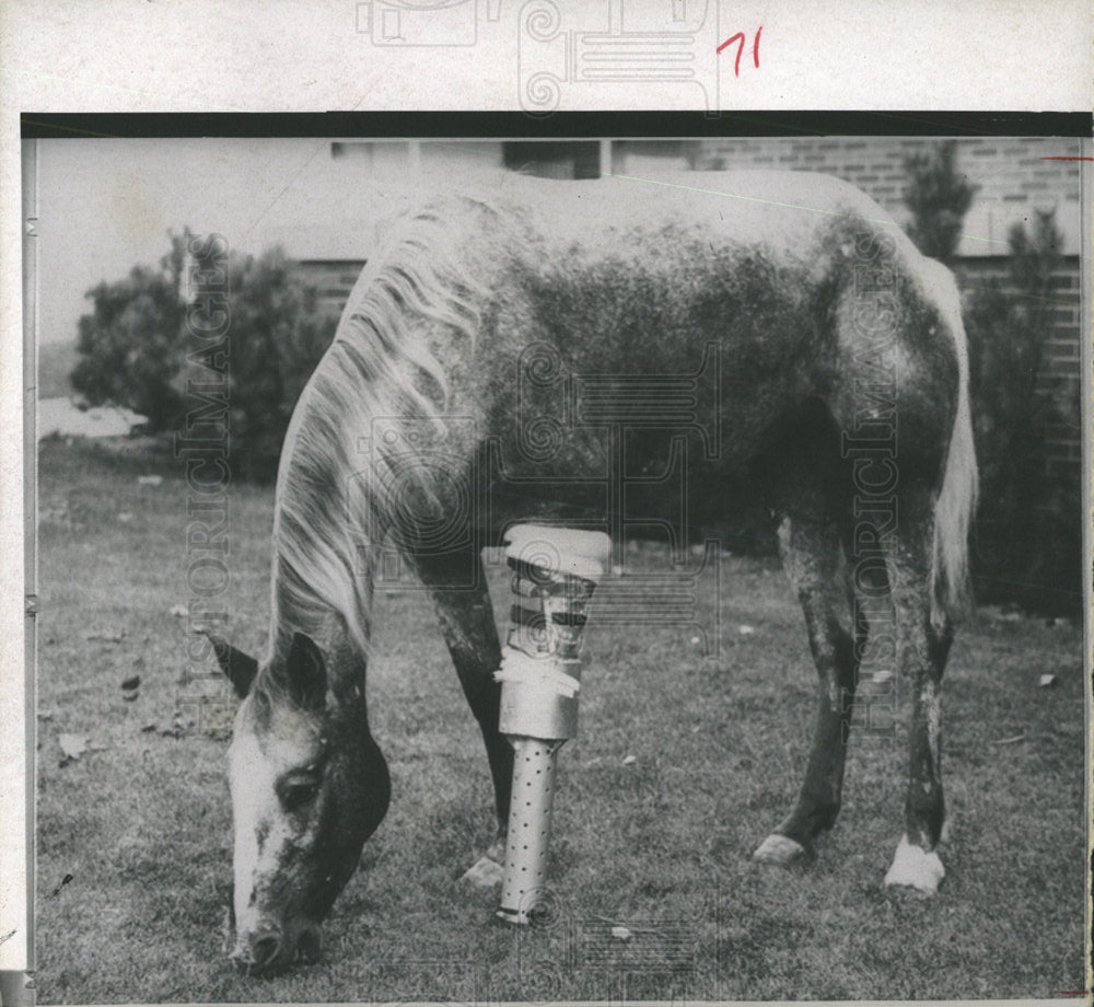 PRESS PHOTO HORSE APPALOOSA - Historic Images