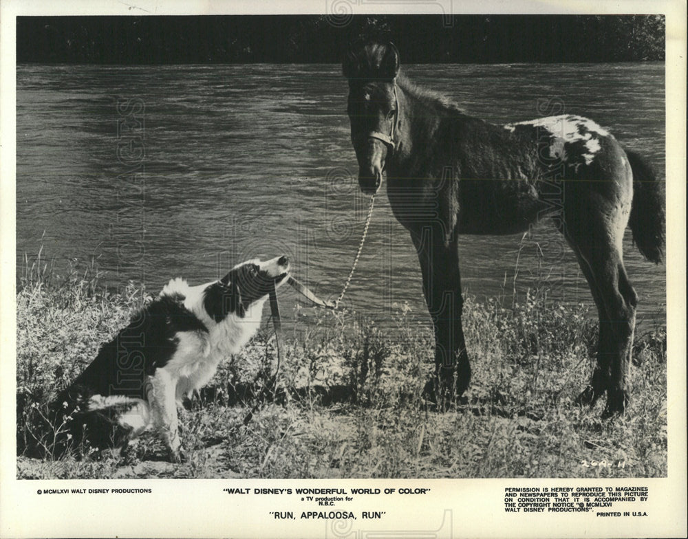 Press Photo Disney Movie, Run,Appaloosa, Run - Historic Images