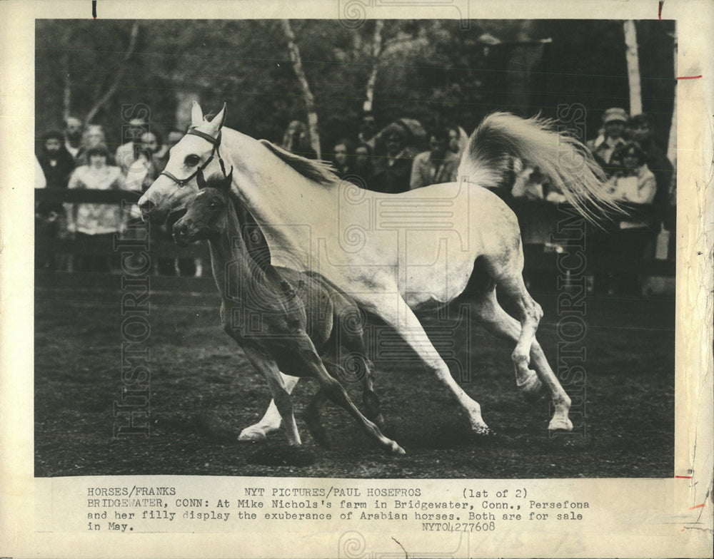 1976 Press Photo ARABIAN HORSE - Historic Images