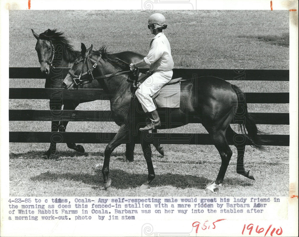 1985 Press Photo stallion mare ridden Barbara Ader - Historic Images