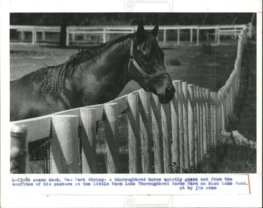1986 Press Photo Little Moon Lake Horse Farm - Historic Images
