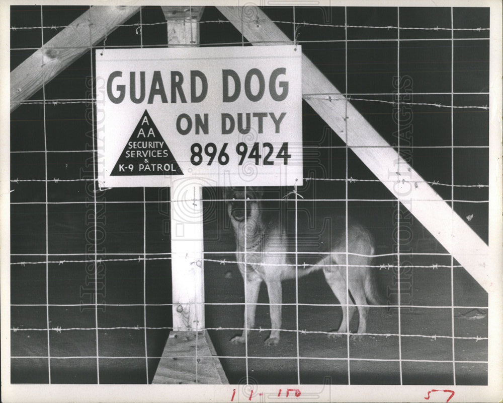 1991 Press Photo German Shepherd guard dog Municipal - Historic Images