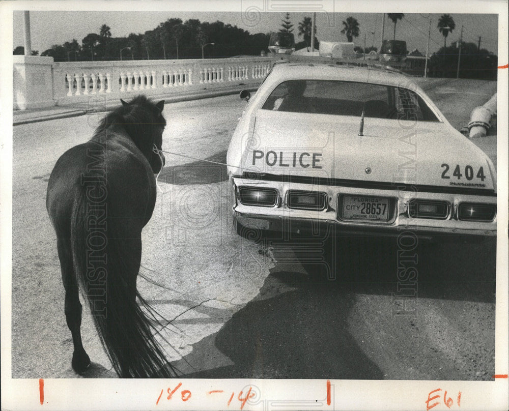 1974 Press Photo Pony Police Chased St. Petersburg - Historic Images