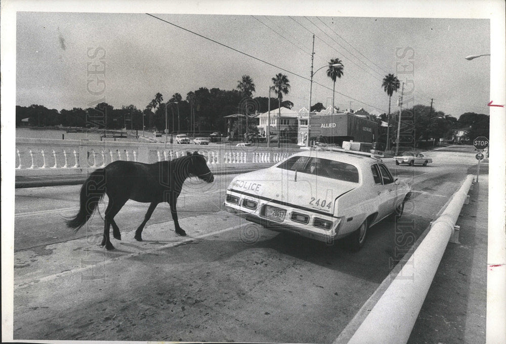 1974 Press Photo Hare Pony in City - Historic Images