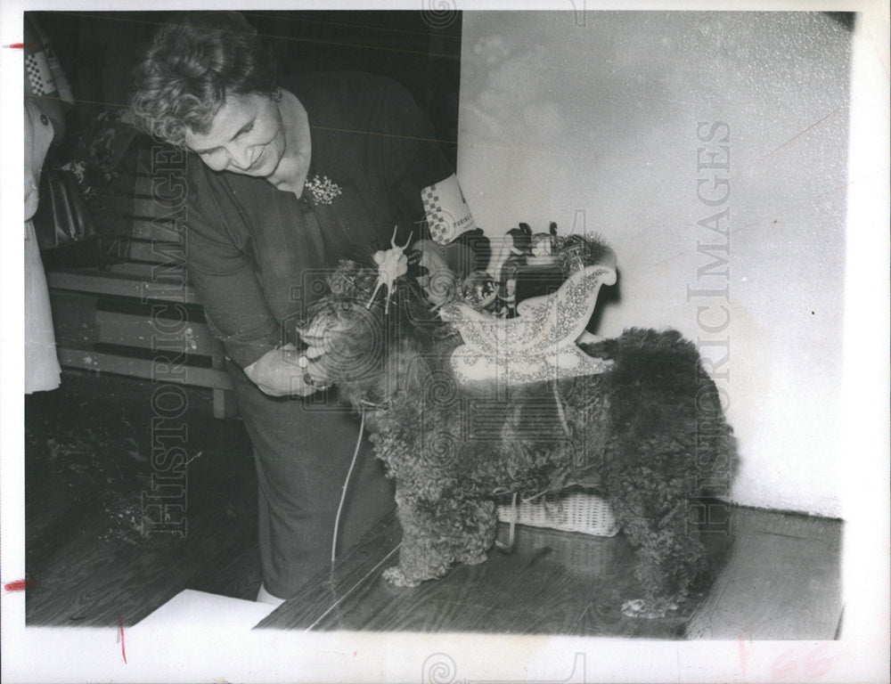 1965 Press Photo Mimi III Poodle Christmas Toy Shop - Historic Images