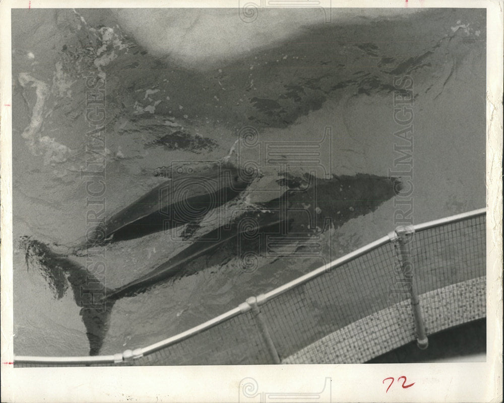 1967 Press Photo baby porpoise aquatarium proper name - Historic Images