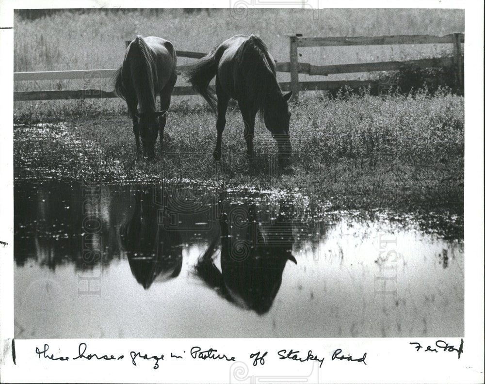 1987 Press Photo horses graze watery pasture Largo - Historic Images