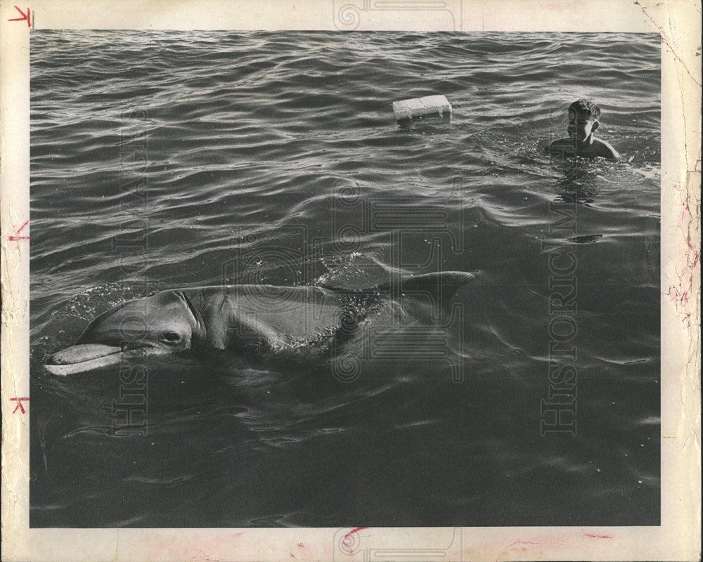 1966 Press Photo Porpoise St. Petersburg Boca Ciega Bay - Historic Images