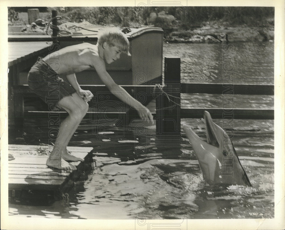 Press Photo Fish Porpoises Phocoenidae dolphins whales - Historic Images