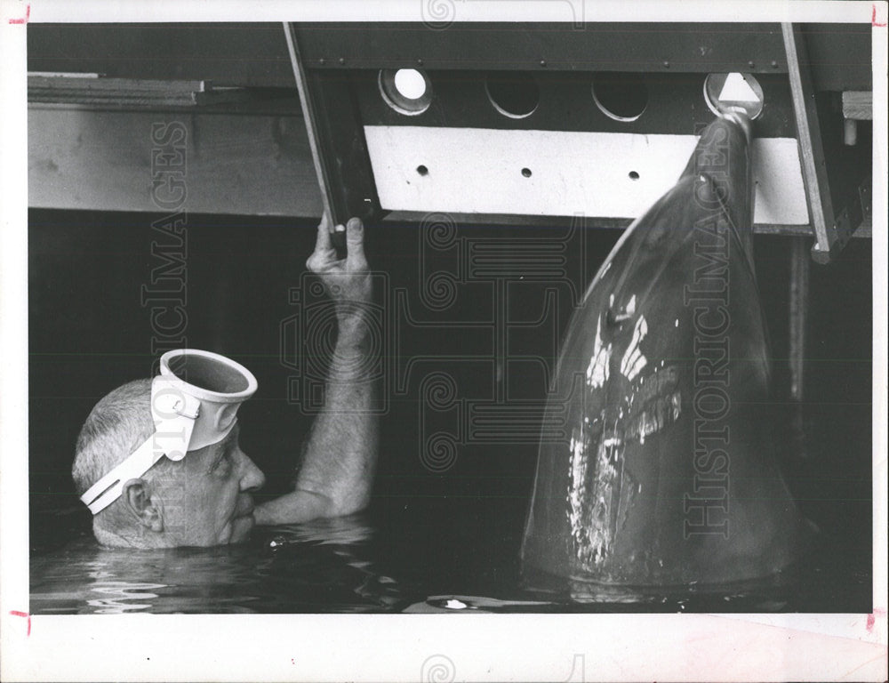 Press Photo man swims porpoise - Historic Images