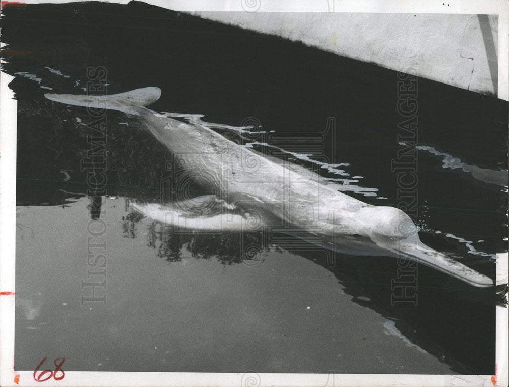 1962 Press Photo Tarpon Zoo Pandora South America - Historic Images