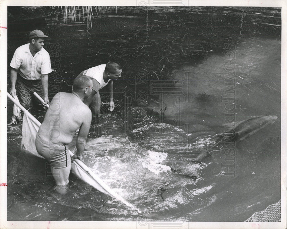 1963 Press Photo porpoise patient released Borgeson - Historic Images