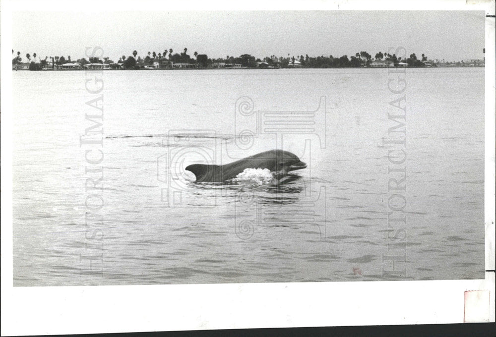 1987 Press Photo porpoise Boca Ciega Bay Madeira Beach - Historic Images