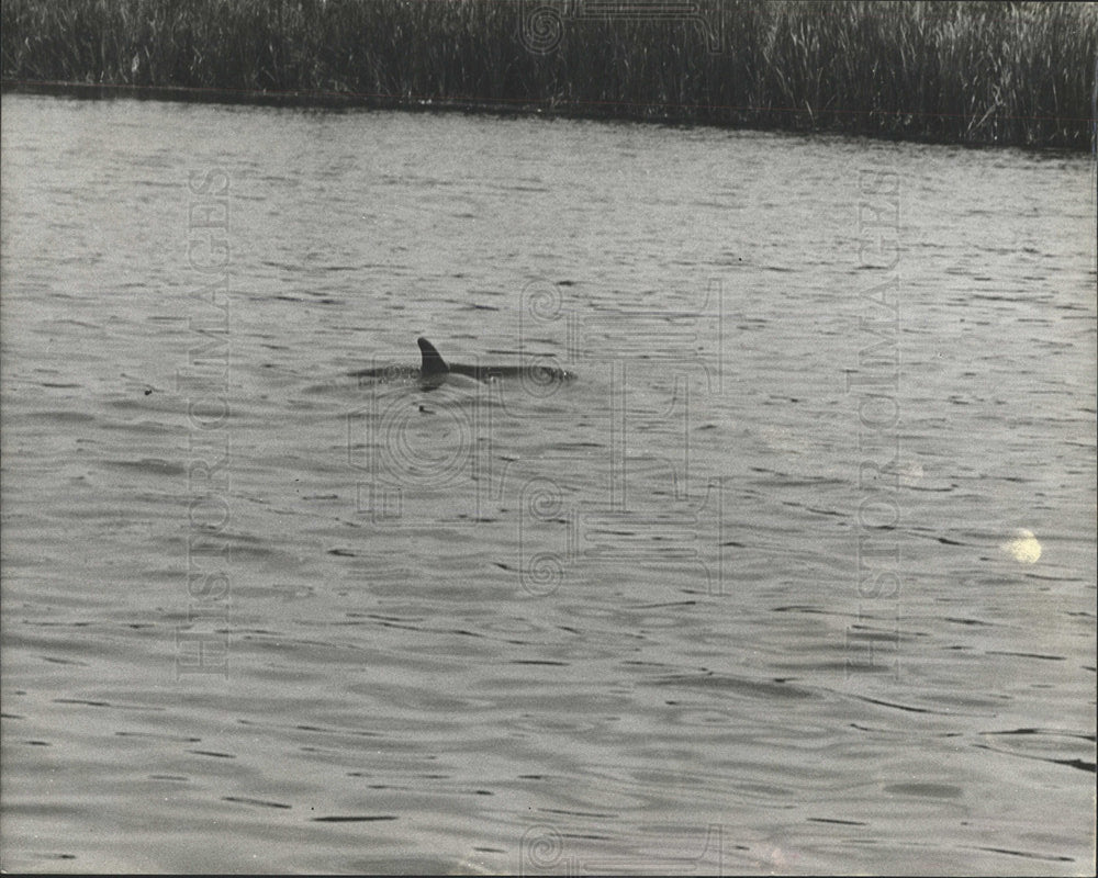 1979 Press Photo sighting porpoise Homosassa River - Historic Images