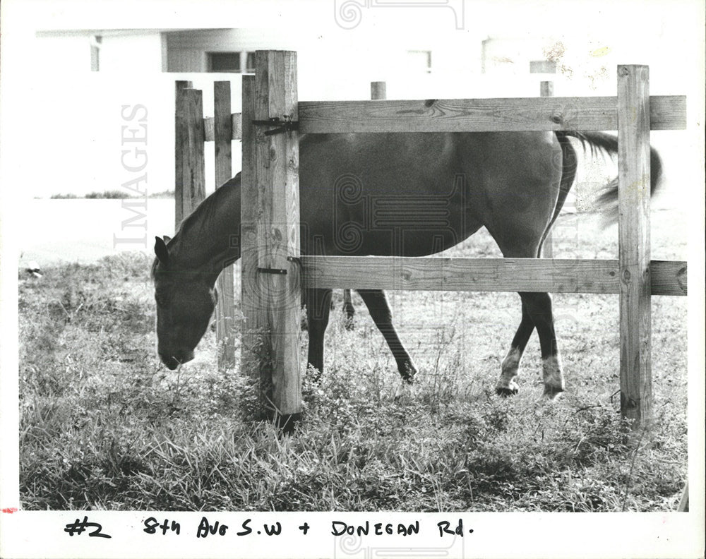 1984 Press Photo horses graze near Eighth Avenue Largo - Historic Images