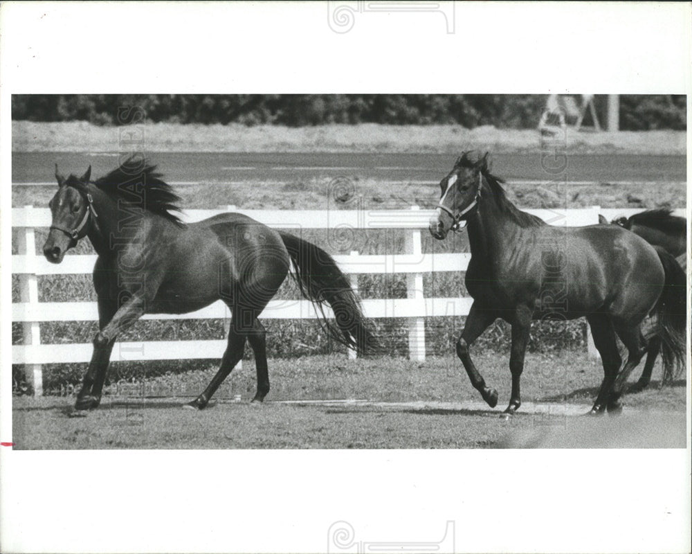 1987 Press Photo Horses Trotting At Sunshine Stables - Historic Images