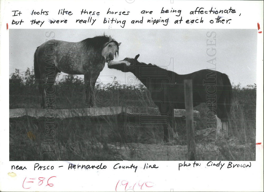 1985 Press Photo two horses ritual small nips bites - Historic Images