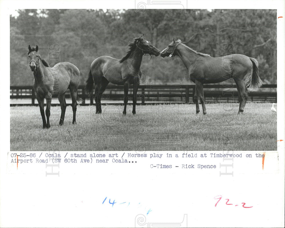 1986 Press Photo Ocala Florida Horses Field - Historic Images