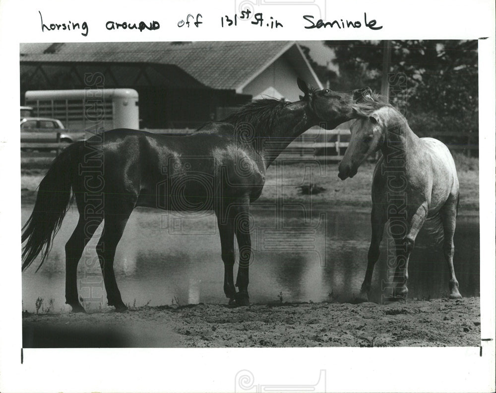 1987 Press Photo horses seen enjoying frolic pasture - Historic Images