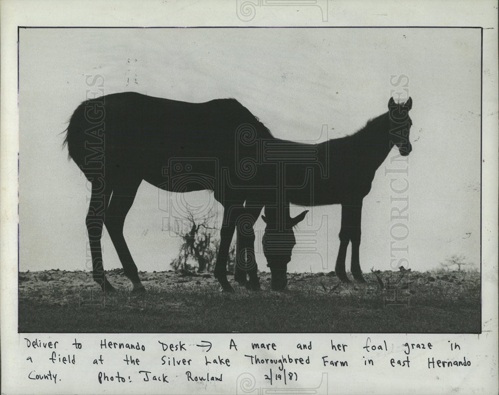 1987 Press Photo horse foal graze Silver Lake Farm - Historic Images