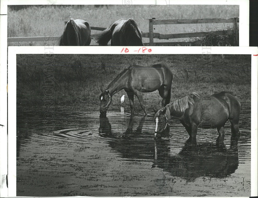 1987 Press Photo Horses graze Starkey Road Largo - Historic Images