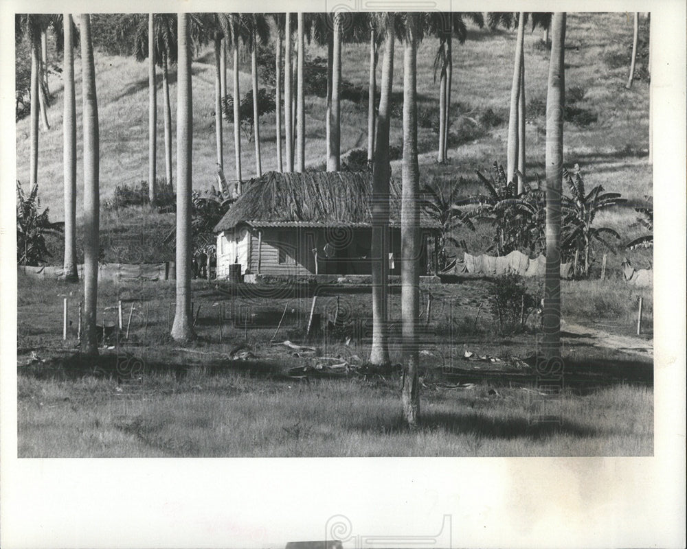 1977 Press Photo Cuba farmhand thatched-roof home - Historic Images