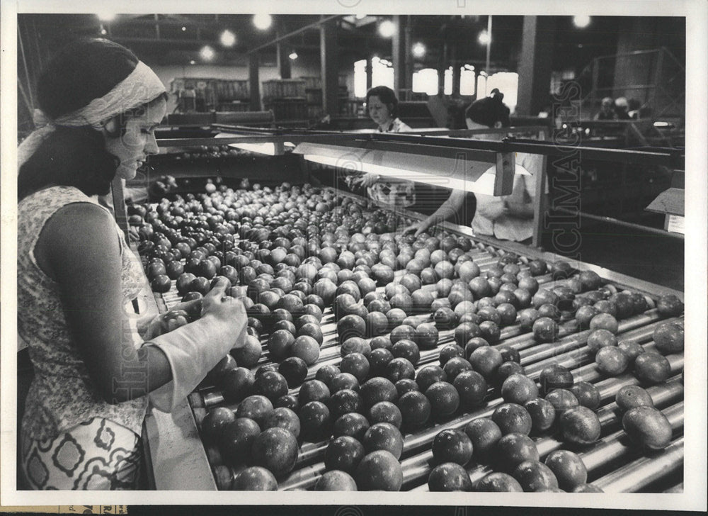 1977 Press Photo Women Pack Fruit At Haguey Grande - Historic Images