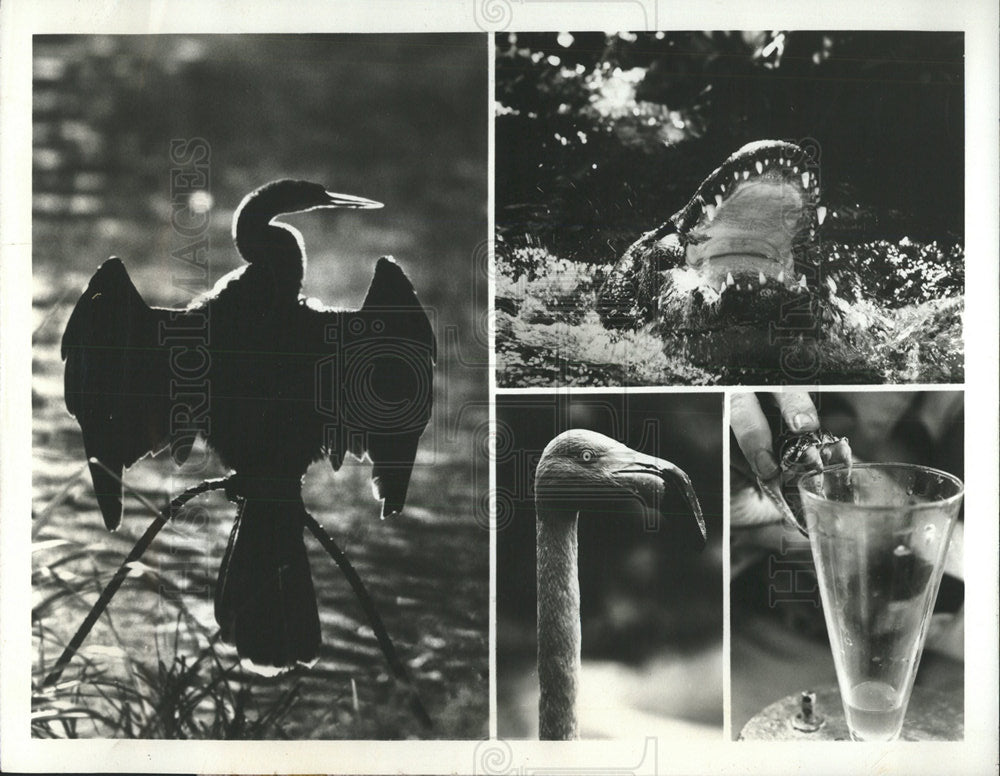 1975 Press Photo Cypress Point Silver Springs Fla. - Historic Images