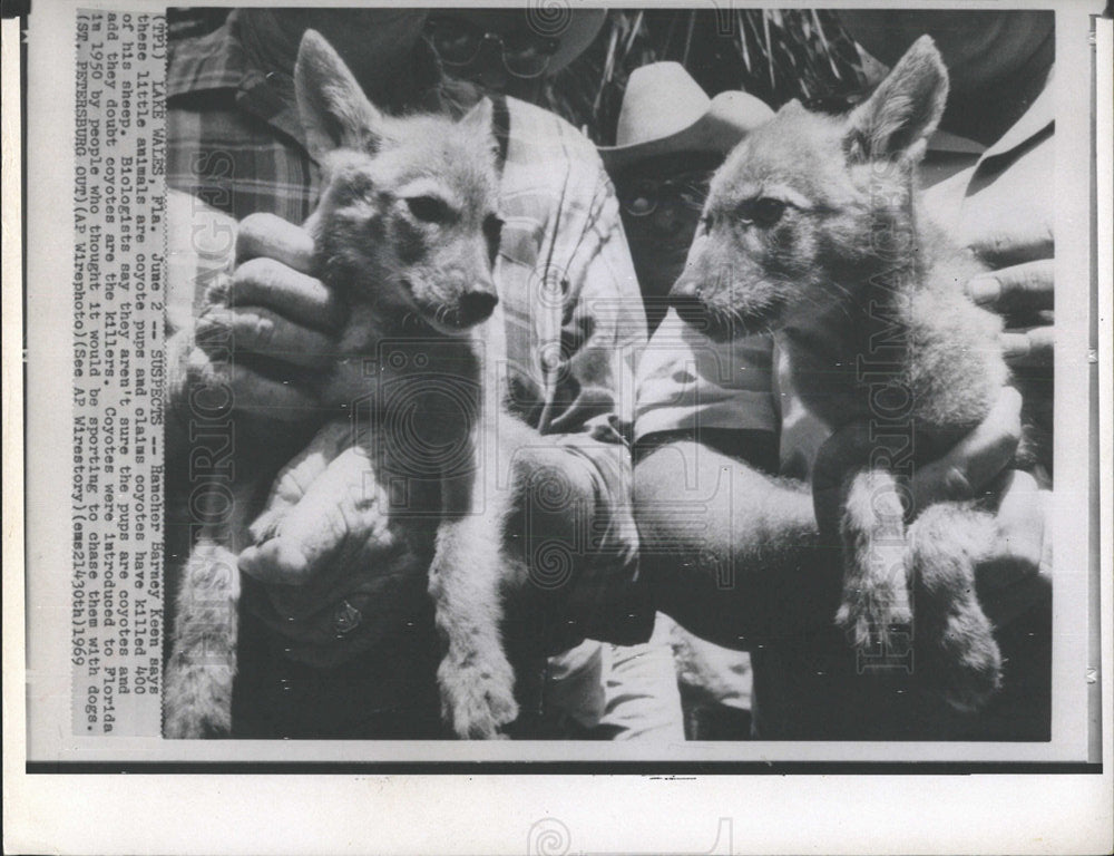 1969 Press Photo COYOTE PUPS - Historic Images