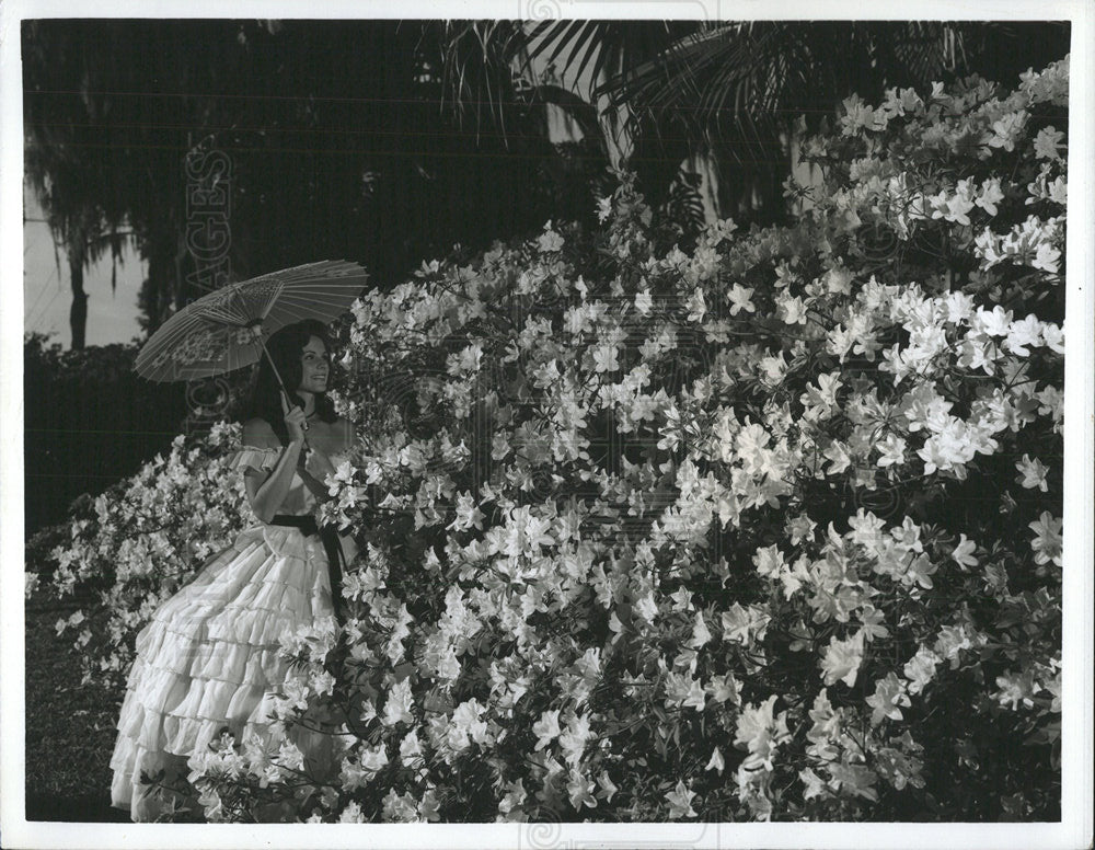 1968 Press Photo Blooming Azaleas Cypress Gardens - Historic Images