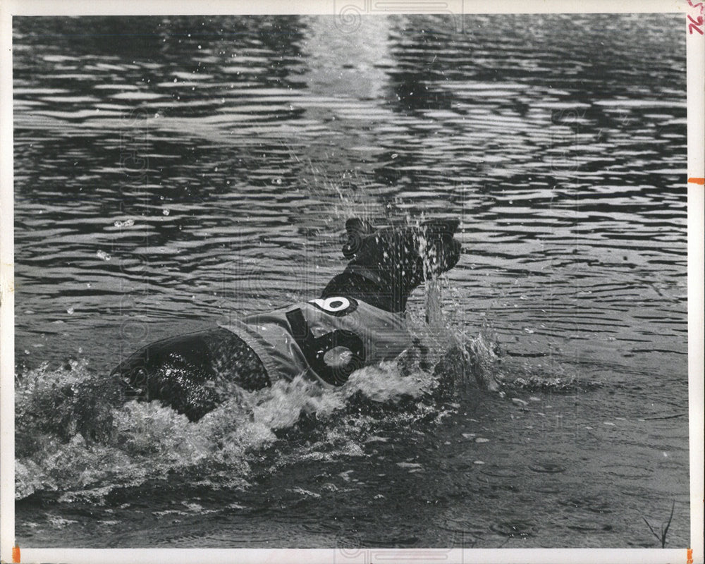 1972 Press Photo Sarasota Kennel Club Mutt Derby Swim - Historic Images