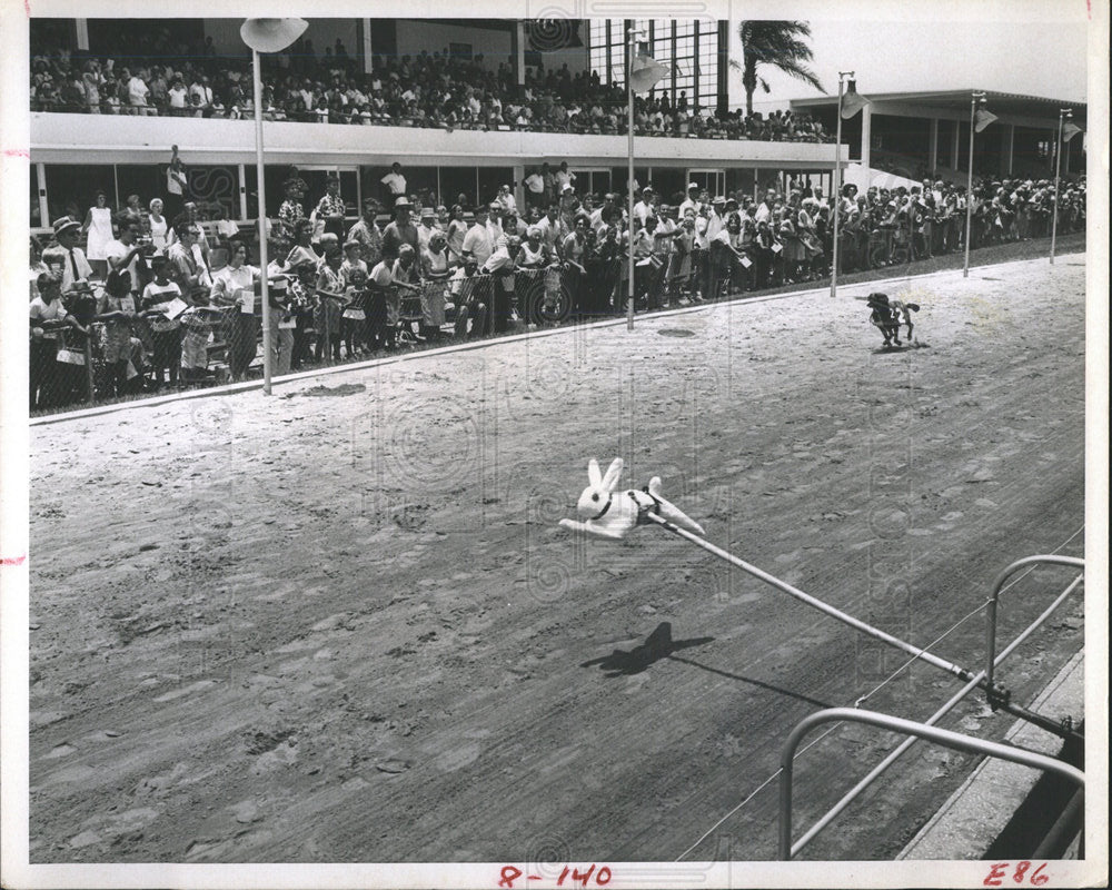 1967 Press Photo Sarasota Mutt Derby Doberman Racing - Historic Images