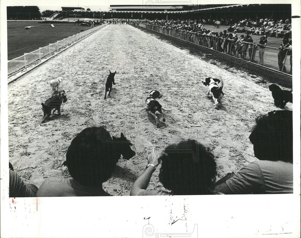 1984, 13th Annual Mutt Derby - RRX92289 - Historic Images