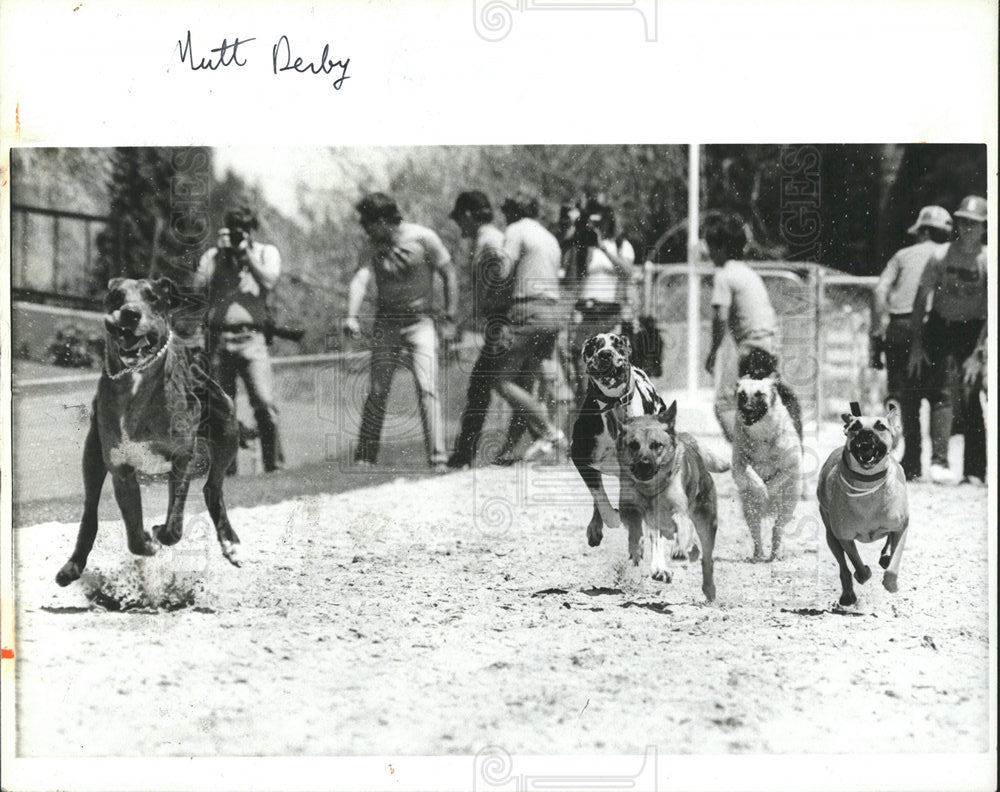 1986 Press Photo St Petersburg Mutt Derby Race Runners - Historic Images