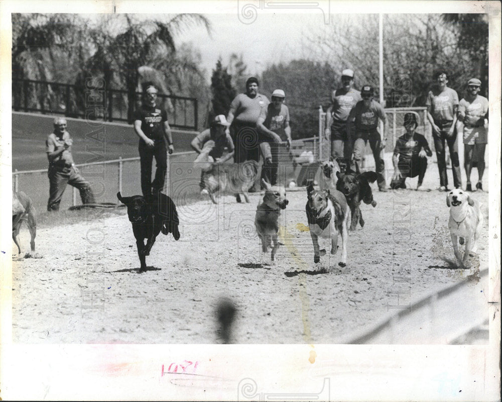 1984 Press Photo Mutt Derby Sarasota Florida Dog Racing - Historic Images