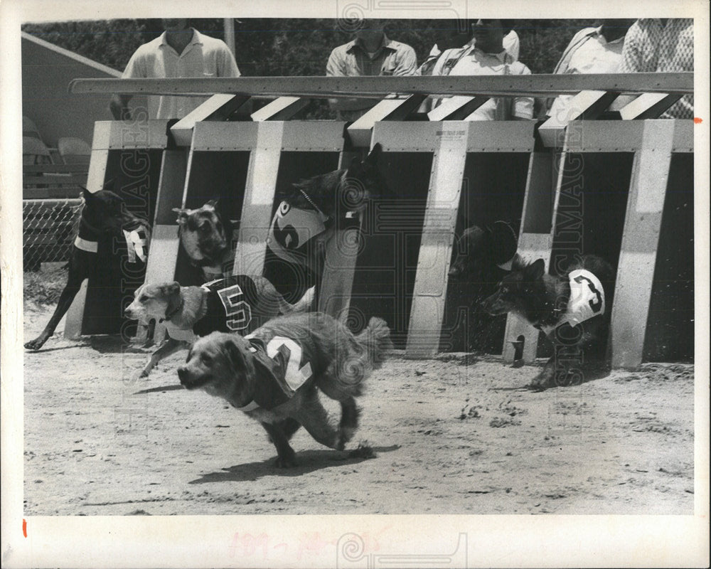 1973 Sarasota Mutt Derby Gates Opening - Historic Images