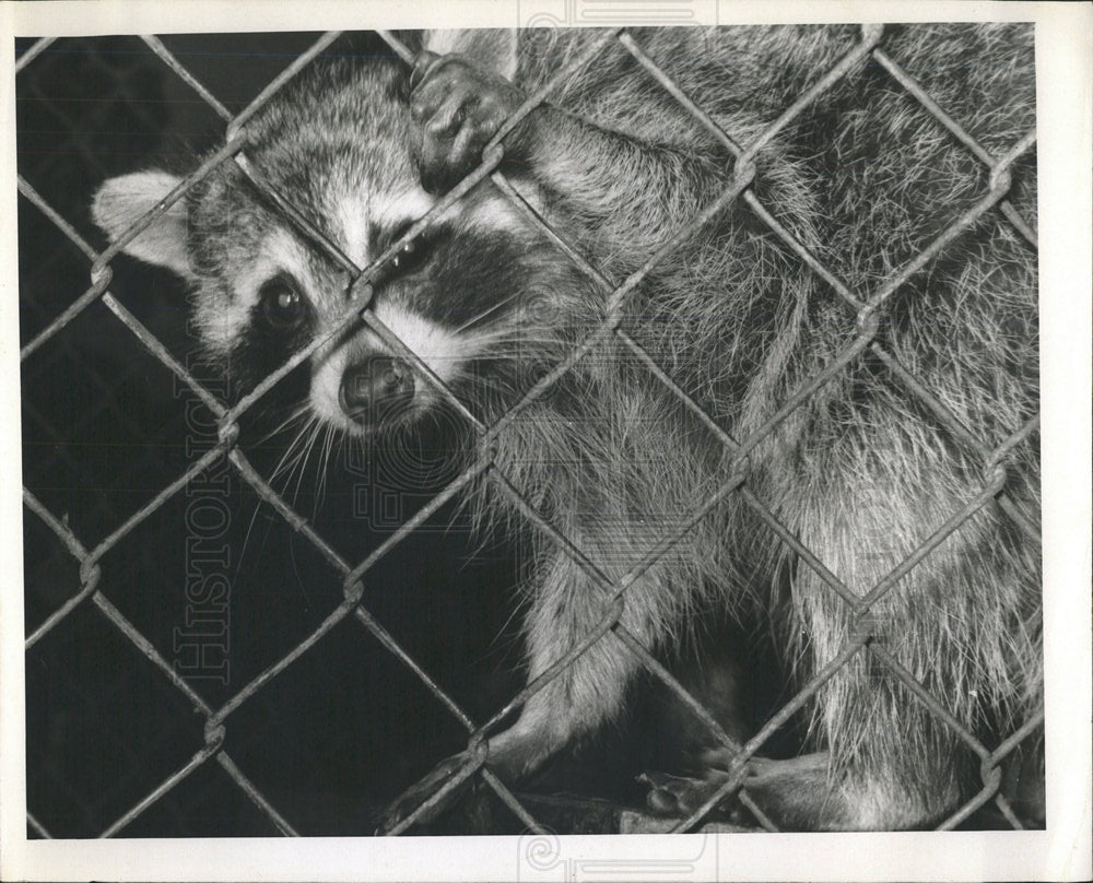 1967 Press Photo racoon - Historic Images