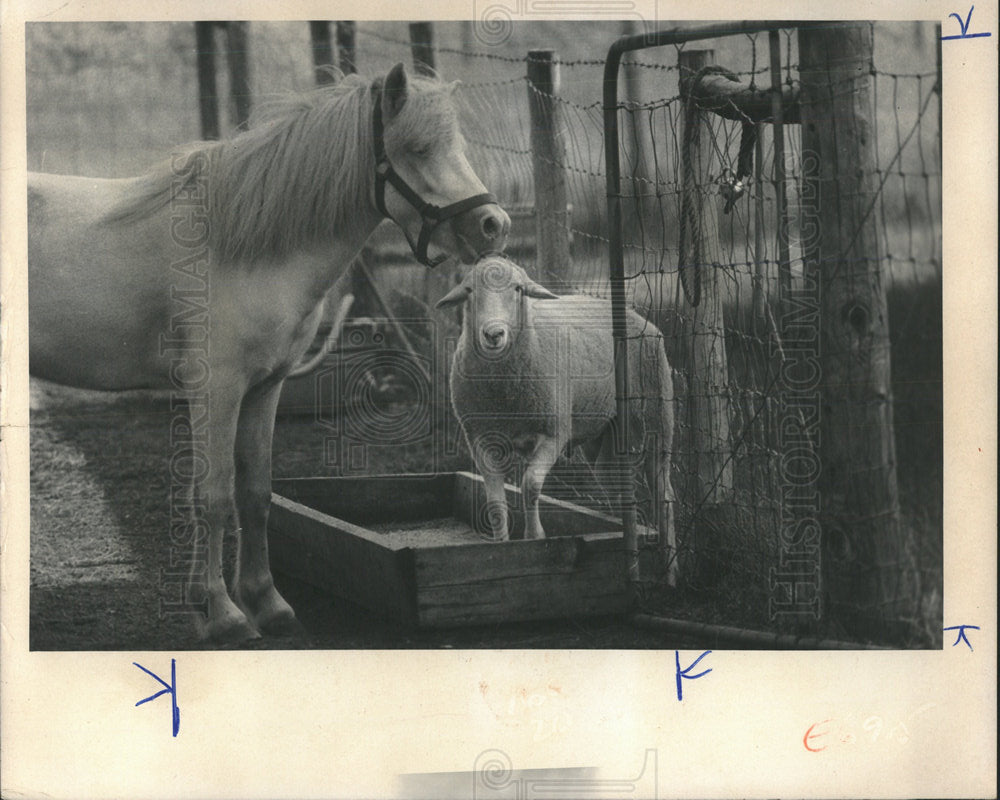 1973 Press Photo pony nip wool backyard barnyard sheep - Historic Images