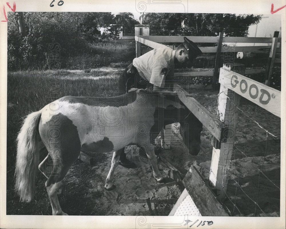 1966 Press Photo Shetland Pony Returned St Petersburg - Historic Images