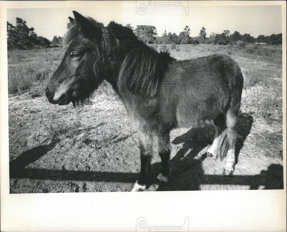 1971 Press Photo Horse - Historic Images