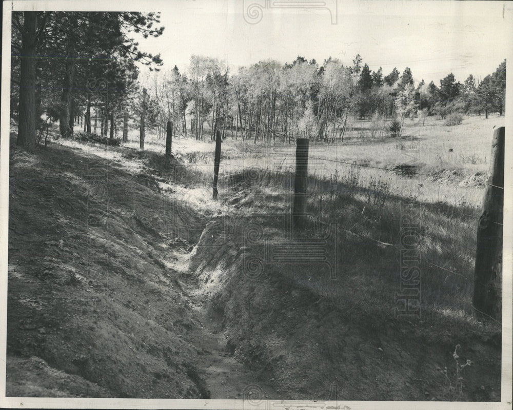 1950 Press Photo Pike National Forest Colorado - Historic Images